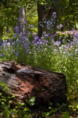 Blue Bells and Log 